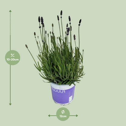 Buitenplant - Lavendel Lavandula Hidcote Blue - Pot Ø 12cm Hoogte ↕ 20cm
