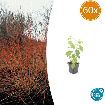 Buitenplant 60x Cornus sang. 'Midwinter Fire' - Pot Ø 9cm Hoogte ↕ 10-25cm