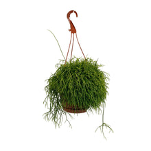 Kamerplant - Rhipsalis Cassutha - Hangplant - Pot Ø 17cm Hoogte ↕ 45cm