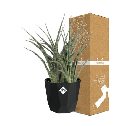 Kamerplant - Sansevieria Fernwood Punk - Luchtzuiverend - Inclusief sierpot - Pot Ø 14cm