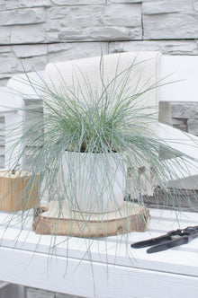 Buitenplant - Festuca glauca Azura Blue - Pot Ø 19cm Hoogte ↕ 40cm