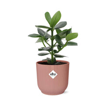 Kamerplant - Clusia Princess - Pot Ø 14cm