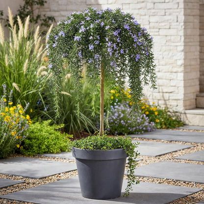 Buitenplant - Rosmarinus officinalis Prostratus op Stam - Winterhard - Pot Ø 19cm Hoogte ↕ 90cm