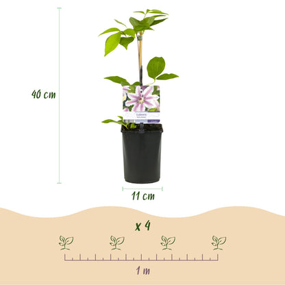 Buitenplant 2x Clematis Nelly Moser - Bloeiend - Pot Ø 11cm Hoogte ↕ 40cm