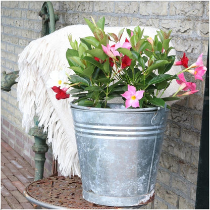 Buitenplant 6x Dipladenia Red - Mandevilla rood - Pot Ø 12cm Hoogte ↕ 25cm