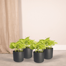 Kamerplant 4x Epipremnum Golden Pothos - Pot Ø 12cm Hoogte ↕ 15cm