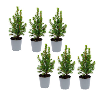 Buitenplant 6x Picea glauca 'Perfecta' - Mini-kerstboom - Pot Ø 6cm Hoogte ↕ 15-20cm