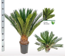 Kamerplant - Cycas Revoluta - Pot Ø 17cm Hoogte ↕ 60cm