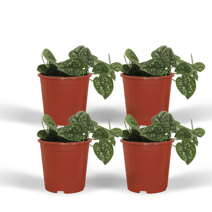 Kamerplant 4x Scindapsus Pictus - Pot Ø 12cm Hoogte ↕ 15cm