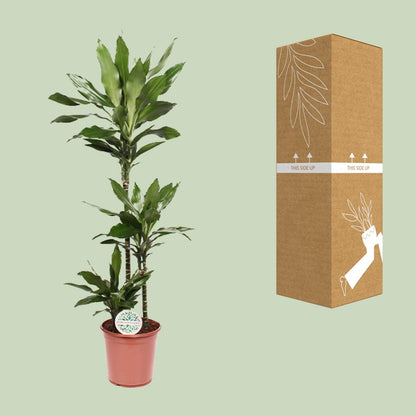 XL kamerplant - Dracaena Janet Lind - Pot Ø 24cm Hoogte ↕ 130cm