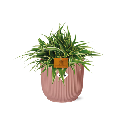 Kamerplant - Chlorophytum Ocean - Pot Ø 16cm Hoogte ↕ 15cm