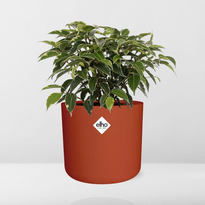 Kamerplant - Ficus Benjamina Kinky - Pot Ø 14cm