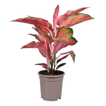 Kamerplant - Aglaonema Orange Star - Pot Ø 17cm Hoogte ↕ 50cm