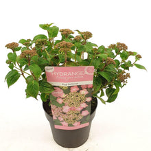 Buitenplant - Hydrangea serr. 'Pink Petticoat' - Bloeiend - Pot Ø 19cm Hoogte ↕ 25cm