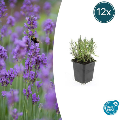 Buitenplant 12x Lavandula ang. 'Munstead' - Bloeiend - Pot Ø 9cm Hoogte ↕ 10-25cm