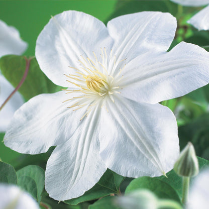 Buitenplant 2x Clematis 'Madame Le Coultre' - Klimplant - Bloeiend - Pot Ø 11cm Hoogte ↕ 40cm