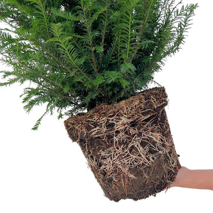 Buitenplant - Taxus Haagpakket 10 strekkende meter - Pot 12L Hoogte ↕ 100-125cm