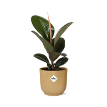 Kamerplant - Ficus Elastica 'Robusta' - Pot Ø 14cm