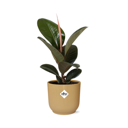 Kamerplant - Ficus Elastica 'Robusta' - Pot Ø 14cm