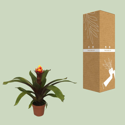 Kamerplant - Guzmania Crown - Pot Ø 12cm Hoogte ↕ 45cm