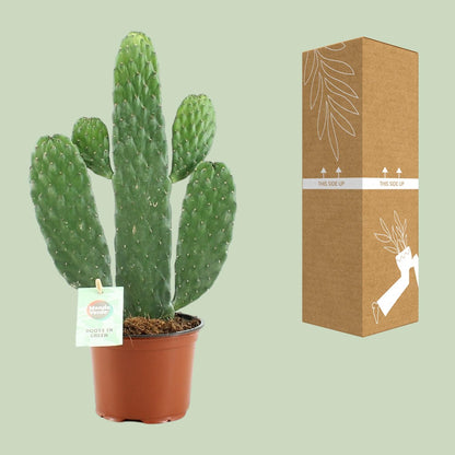 Kamerplant - Opuntia Rubescens Consolea - Pot Ø 12cm Hoogte ↕ 35cm