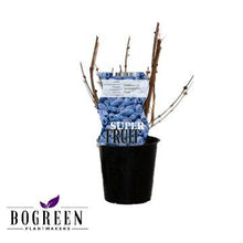 Buitenplant - Lonicera Duet (Honingbes) - Eetbare vrucht - Pot Ø 12cm Hoogte ↕ 30cm