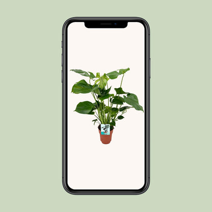 Kamerplant - Monstera Deliciosa - Pot Ø 19cm Hoogte ↕ 60cm
