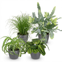 Kamerplant 4x Mix Chlorophytum, Cyperus, Phlebodium & Marantha - Pot Ø 12cm Hoogte ↕ 25cm