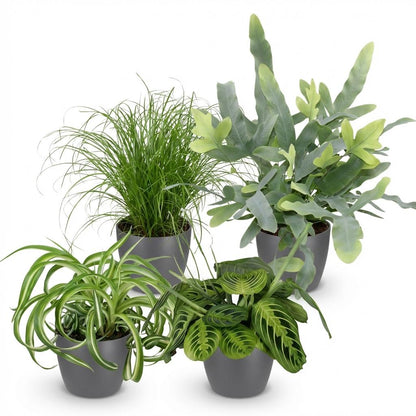 Kamerplant 4x Mix Chlorophytum, Cyperus, Phlebodium & Marantha - Pot Ø 12cm Hoogte ↕ 25cm