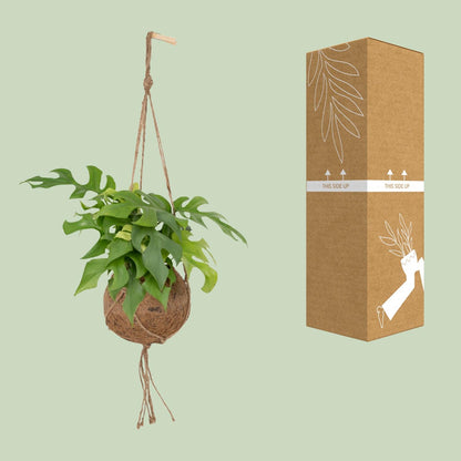 Kamerplant - Kokodama Monstera Minima - Hangplant - Pot Ø 15cm Hoogte ↕ 25cm