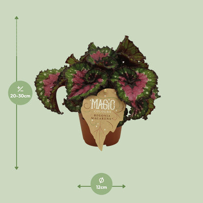 Kamerplant - Begonia Rex Macarena - Pot Ø 12cm Hoogte ↕ 25cm