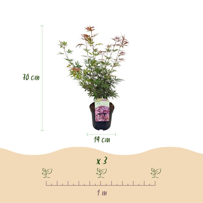 Buitenplant - Acer palmatum 'Jerre Swarts' - Donker Rood - Bladverliezend - Pot Ø 19cm Hoogte ↕ 70cm