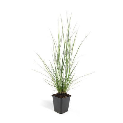 Buitenplant 24x Pennisetum alopecuroides 'Hameln' - Pot Ø 9cm Hoogte ↕ 10-25cm
