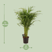XL kamerplant - Dypsis Lutescens - Pot Ø 21cm Hoogte ↕ 110cm