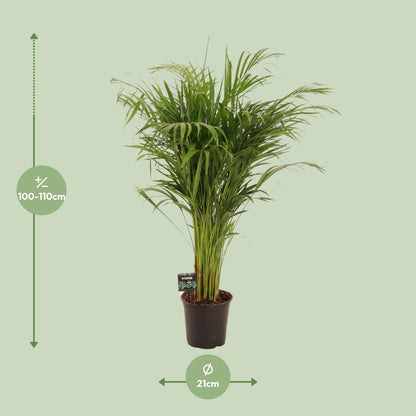 Kamerplant - Dypsis Lutescens (Areca Palm) - Hoogte ↕ 12-230cm