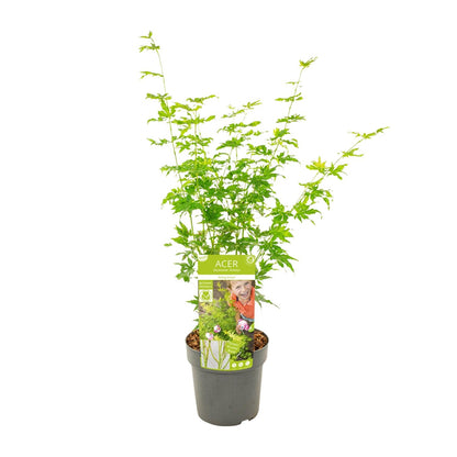 Buitenplant - Acer palmatum 'Going Green' - Pot Ø 19cm Hoogte ↕ 50cm
