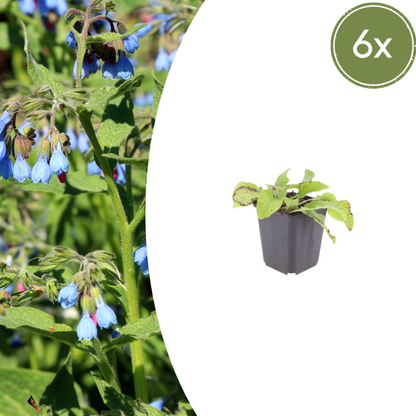 6x Symphytum grand. 'Wisley Blue' - ↕10-25cm - Ø9cm
