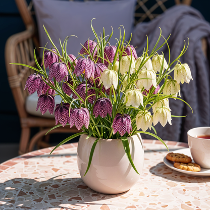 Buitenplant 30x Fritillaria Meleagris Mix - Bloembollen Paars en Wit - Bolmaat 6/7