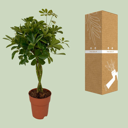 Kamerplant - Schefflera Compacta - Pot Ø 19cm Hoogte ↕ 80cm