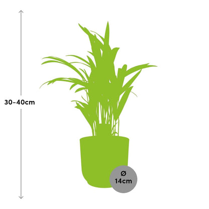 Kamerplant - Dypsis Lutescens (Areca) - Inclusief sierpot - Pot Ø 12cm