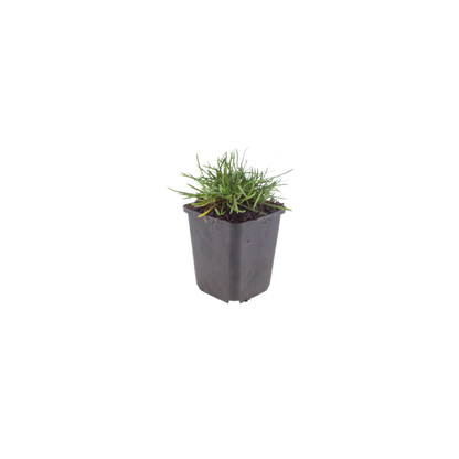 Buitenplant 12x Armeria m. 'Splendens' - Bloeiend - Pot Ø 9cm Hoogte ↕ 10-25cm