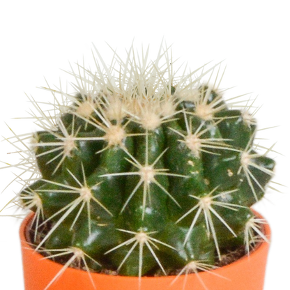 Kamerplant 5x Cactus mix - Pot Ø 5,5cm
