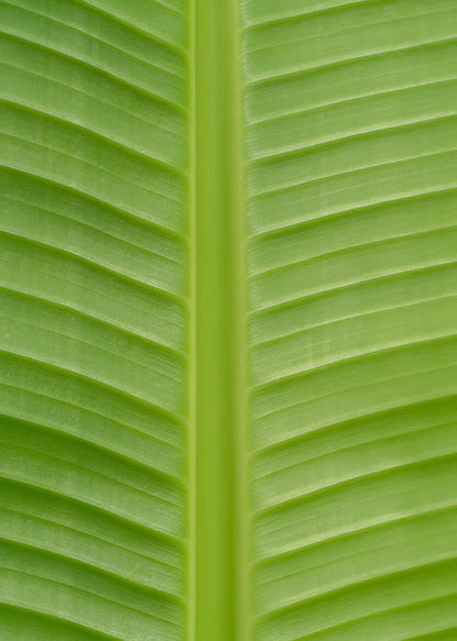 Buitenplant - Musa Basjoo - Winterhard - Pot Ø 15cm Hoogte ↕ 50cm