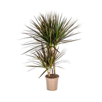 Kamerplant - Dracaena Marginata Magenta - Pot Ø 17cm Hoogte ↕ 50-70cm