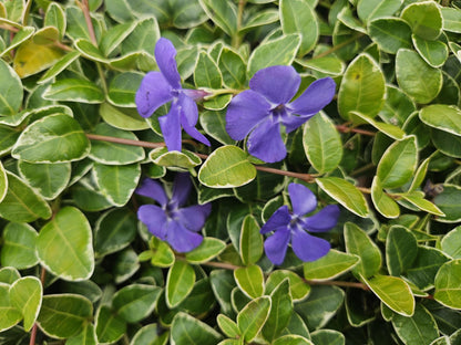 Buitenplant 48x Vinca minor 'Argenteovariegata' - Bodembedekkend - Pot Ø 9cm Hoogte ↕ 10-25cm