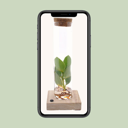 Kamerplant - Clusia in Tube Glas met LED - Pot Ø 5cm Hoogte ↕ 10cm