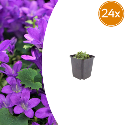 Buitenplant 24x Campanula portenschlagiana - Bloeiend - Pot Ø 9cm Hoogte ↕ 10-25cm