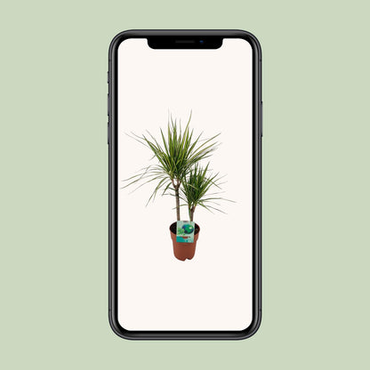 Kamerplant - Dracaena Marginata Bicolor - Pot Ø 19cm Hoogte ↕ 70cm