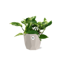 Kamerplant - Scindapsus (Epipremnum) Marble Queen - Pot Ø 14cm