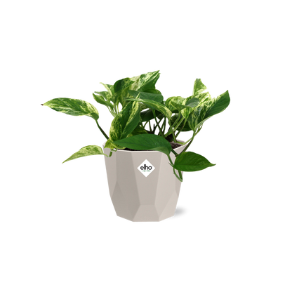 Kamerplant - Scindapsus (Epipremnum) Marble Queen - Pot Ø 14cm